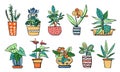 Houseplants in flowerpots. Vector hand drawn outline color sketch illustration